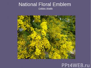 National Floral Emblem Golden Wattle