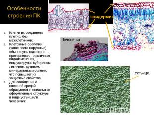 Клетки их соединены плотно, без межклетников; Клетки их соединены плотно, без ме