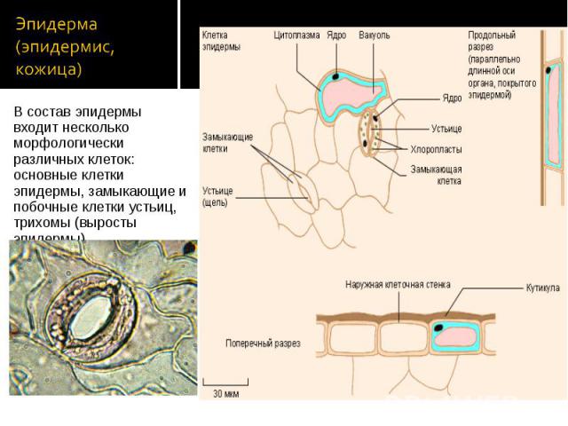 В состав эпидермы входит несколько морфологически различных клеток: основные клетки эпидермы, замыкающие и побочные клетки устьиц, трихомы (выросты эпидермы). В состав эпидермы входит несколько морфологически различных клеток: основные клетки эпидер…