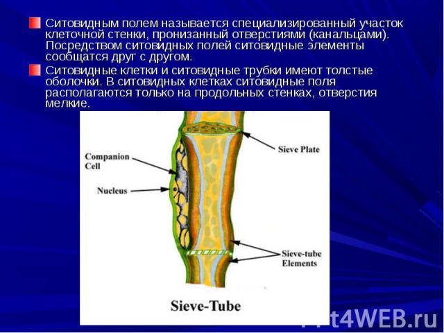 Ситовидным полем называется специализированный участок клеточной стенки, пронизанный отверстиями (канальцами). Посредством ситовидных полей ситовидные элементы сообщатся друг с другом. Ситовидным полем называется специализированный участок клеточной…