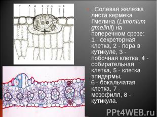 . Солевая железка листа кермека Гмелина (Limonium gmelinii) на поперечном срезе: