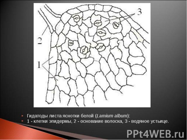 Гидатоды листа яснотки белой (Lamium album): Гидатоды листа яснотки белой (Lamium album): 1 - клетки эпидермы, 2 - основание волоска, 3 - водяное устьице.  