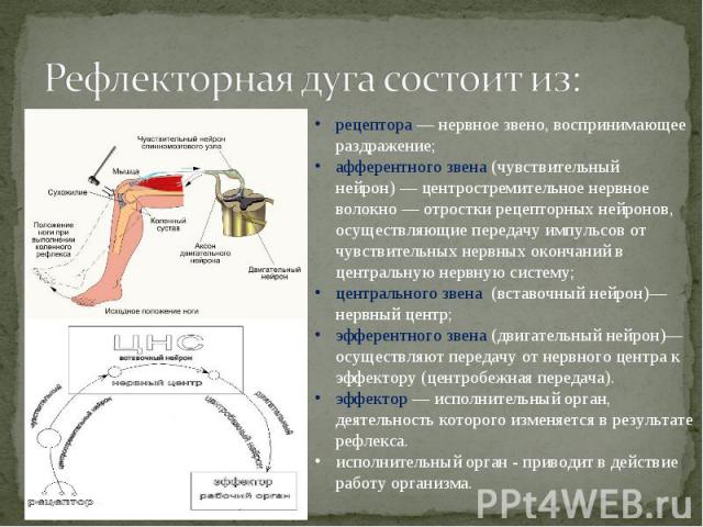 Высшая нервная деятельность фото