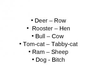 Deer – Row Deer – Row Rooster – Hen Bull – Cow Tom-cat – Tabby-cat Ram – Sheep D