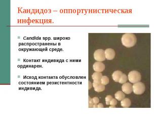 Кандидоз – оппортунистическая инфекция. Candida spp. широко распространены в окр