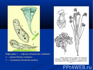 Инфузории: 1 — туфелька (Paramecium caudatum); 2 — трубач (Stentor coeruleus); 3