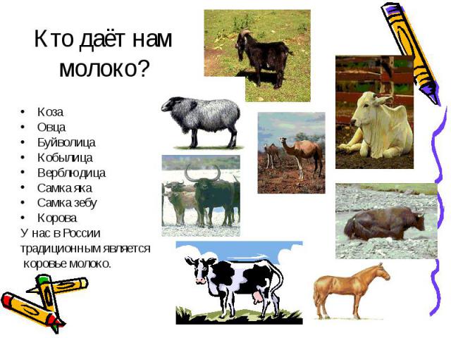 Коза Овца Буйволица Кобылица Верблюдица Самка яка Самка зебу Корова У нас в России традиционным является коровье молоко.
