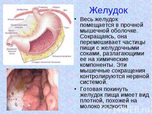 Желудок Весь желудок помещается в прочной мышечной оболочке. Сокращаясь, она пер