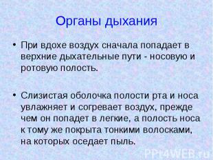 Органы дыхания При вдохе воздух сначала попадает в верхние дыхательные пути - но