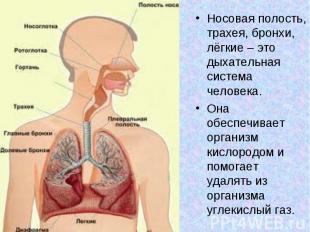 Носовая полость, трахея, бронхи, лёгкие – это дыхательная система человека. Носо