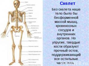 Без скелета наше тело было бы бесформенной массой мышц, кровеносных сосудов и вн