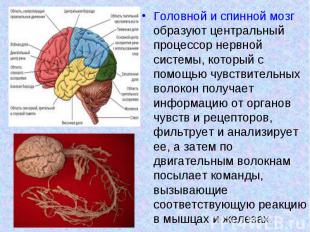 Головной и спинной мозг образуют центральный процессор нервной системы, который