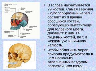 В голове насчитывается 29 костей. Самая верхняя - куполообразный череп - состоит