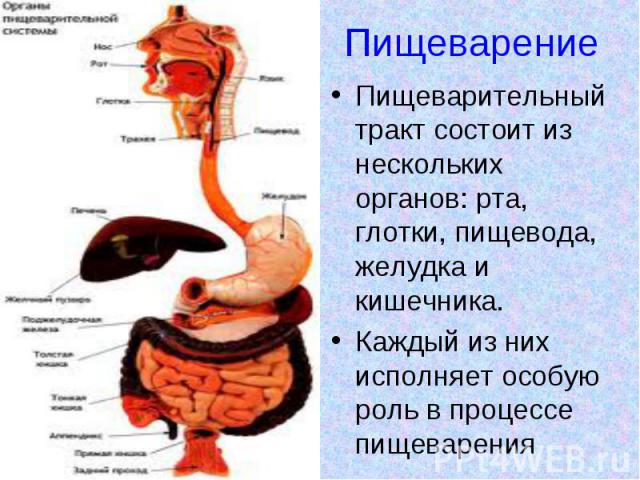 Пищеварение Пищеварительный тракт состоит из нескольких органов: рта, глотки, пищевода, желудка и кишечника. Каждый из них исполняет особую роль в процессе пищеварения