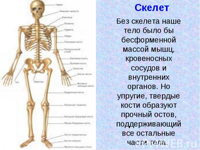 Без скелета наше тело было бы бесформенной массой мышц, кровеносных сосудов и внутренних органов. Но упругие, твердые кости образуют прочный остов, поддерживающий все остальные части тела.