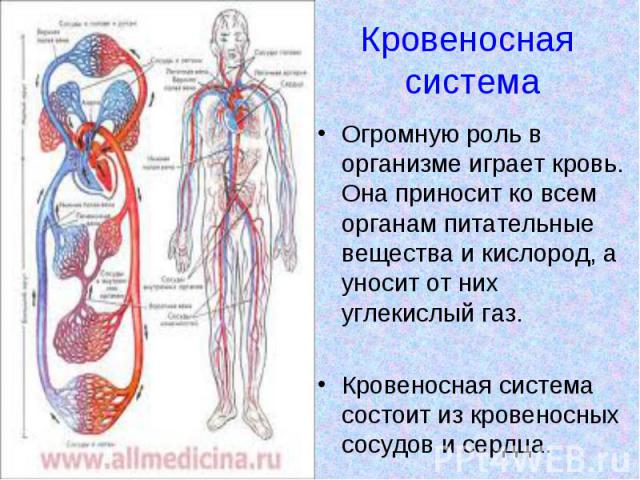 Кровеносная система Огромную роль в организме играет кровь. Она приносит ко всем органам питательные вещества и кислород, а уносит от них углекислый газ. Кровеносная система состоит из кровеносных сосудов и сердца.