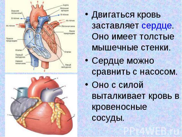 Двигаться кровь заставляет сердце. Оно имеет толстые мышечные стенки. Двигаться кровь заставляет сердце. Оно имеет толстые мышечные стенки. Сердце можно сравнить с насосом. Оно с силой выталкивает кровь в кровеносные сосуды.