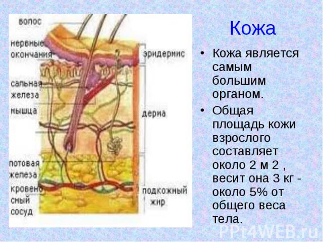 Кожа Кожа является самым большим органом. Общая площадь кожи взрослого составляет около 2 м 2 , весит она 3 кг - около 5% от общего веса тела.