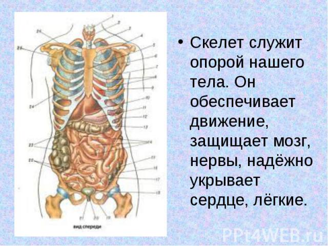 Скелет служит опорой нашего тела. Он обеспечивает движение, защищает мозг, нервы, надёжно укрывает сердце, лёгкие. Скелет служит опорой нашего тела. Он обеспечивает движение, защищает мозг, нервы, надёжно укрывает сердце, лёгкие.