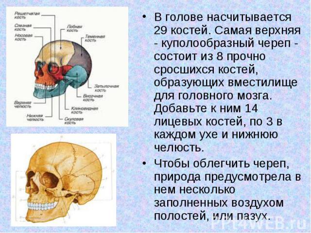 В голове насчитывается 29 костей. Самая верхняя - куполообразный череп - состоит из 8 прочно сросшихся костей, образующих вместилище для головного мозга. Добавьте к ним 14 лицевых костей, по 3 в каждом ухе и нижнюю челюсть. В голове насчитывается 29…