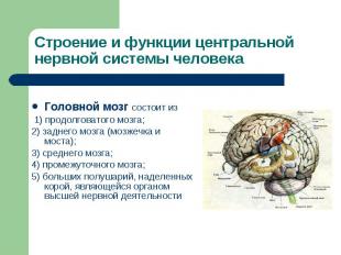 Головной мозг состоит из Головной мозг состоит из 1) продолговатого мозга; 2) за