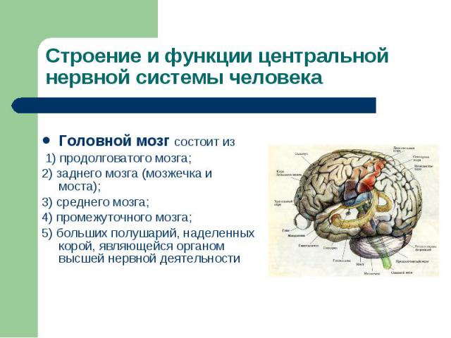 Головной мозг состоит из Головной мозг состоит из 1) продолговатого мозга; 2) заднего мозга (мозжечка и моста); 3) среднего мозга; 4) промежуточного мозга; 5) больших полушарий, наделенных корой, являющейся органом высшей нервной деятельности