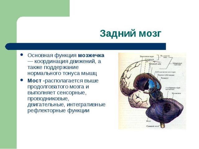 Основная функция мозжечка — координация движений, а также поддержание нормального тонуса мышц Основная функция мозжечка — координация движений, а также поддержание нормального тонуса мышц Мост -располагается выше продолговатого мозга и выполняет сен…