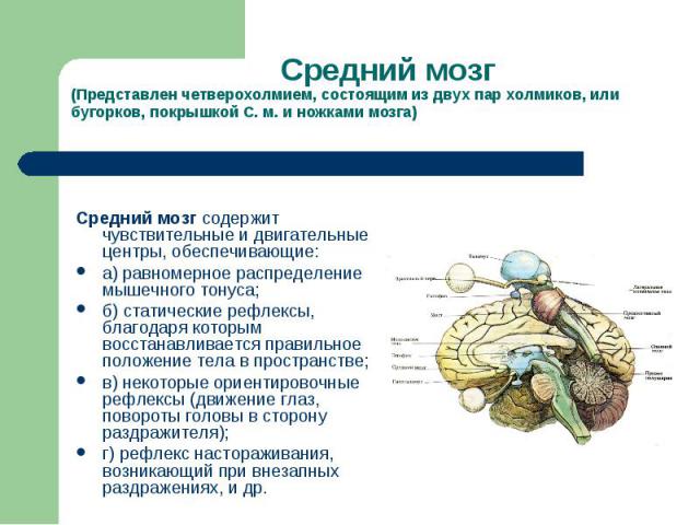 Средний мозг содержит чувствительные и двигательные центры, обеспечивающие: Средний мозг содержит чувствительные и двигательные центры, обеспечивающие: а) равномерное распределение мышечного тонуса; б) статические рефлексы, благодаря которым восстан…