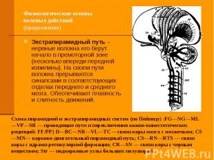 Физиологические основы волевых действий (продолжение) Экстрапирамидный путь – не