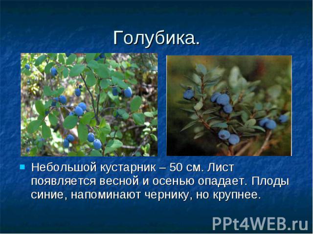 Голубика. Небольшой кустарник – 50 см. Лист появляется весной и осенью опадает. Плоды синие, напоминают чернику, но крупнее.