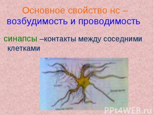 синапсы –контакты между соседними клетками синапсы –контакты между соседними кле