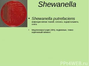Shewanella putrefaciens инфекции мягких тканей, сепсиса, эндофтальмита, отита Sh