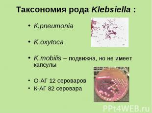 К.pneumonia К.pneumonia K.oxytoca K.mobilis – подвижна, но не имеет капсулы О-АГ