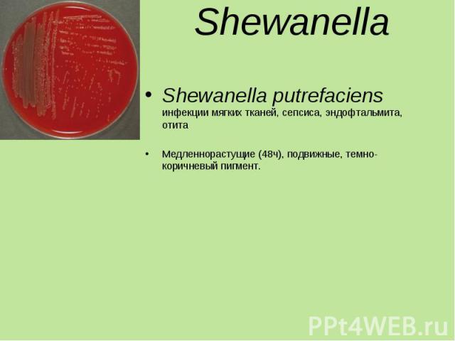 Shewanella putrefaciens инфекции мягких тканей, сепсиса, эндофтальмита, отита Shewanella putrefaciens инфекции мягких тканей, сепсиса, эндофтальмита, отита Медленнорастущие (48ч), подвижные, темно-коричневый пигмент.