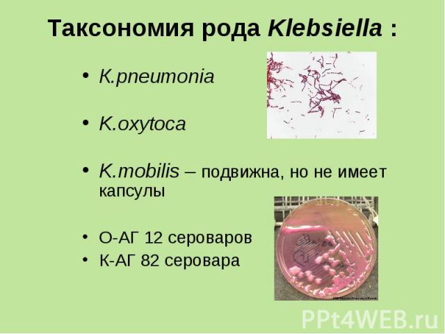К.pneumonia К.pneumonia K.oxytoca K.mobilis – подвижна, но не имеет капсулы О-АГ 12 сероваров К-АГ 82 серовара