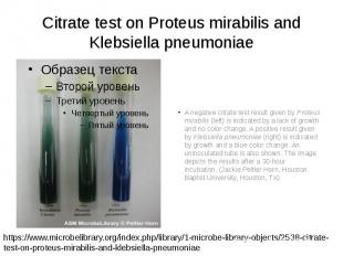 Citrate test on Proteus mirabilis and Klebsiella pneumoniae A negative citrate t