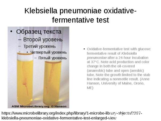 Klebsiella pneumoniae oxidative-fermentative test Oxidative-fermentative test with glucose: fermentative result of Klebsiella pneumoniae after a 24-hour incubation at 37°C. Note acid production and color change in both the oil-covered (anaerobic) tu…