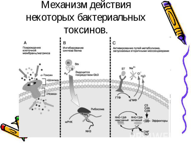 Механизм действия некоторых бактериальных токсинов.