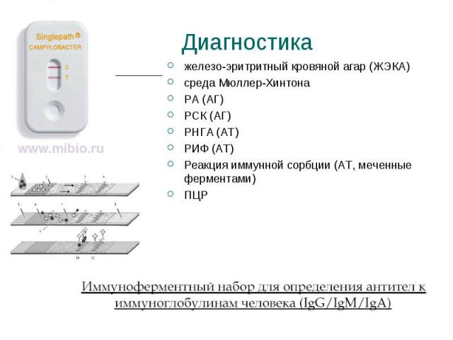 железо-эритритный кровяной агар (ЖЭКА) железо-эритритный кровяной агар (ЖЭКА) среда Мюллер-Хинтона РА (АГ) РСК (АГ) РНГА (AT) РИФ (AT) Реакция иммунной сорбции (AT, меченные ферментами) ПЦР