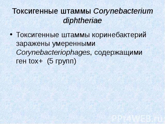 Токсигенные штаммы Corynebacterium diphtheriae Токсигенные штаммы коринебактерий заражены умеренными Corynebacteriophages, содержащими ген tox+ (5 групп)