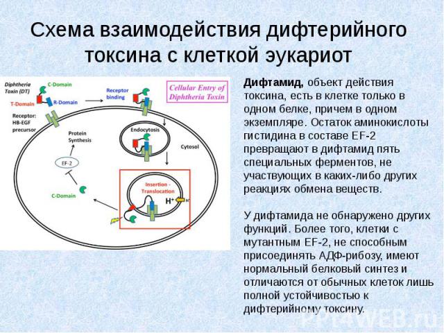 Схема взаимодействия дифтерийного токсина с клеткой эукариот