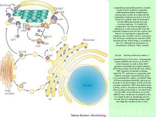 Legionella pneumophila proteins secreted via the Dot/Icm (defect in organelle tr