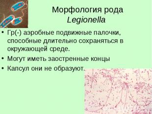 Морфология рода Legionella Гр(-) аэробные подвижные палочки, способные длительно