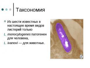 Таксономия Из шести известных в настоящее время видов листерий только L. monocyt