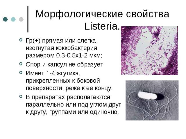 Морфологические свойства Listeria. Гр(+) прямая или слегка изогнутая коккобактерия размером 0.3-0.5х1-2 мкм; Спор и капсул не образует Имеет 1-4 жгутика, прикрепленных к боковой поверхности, реже к ее концу. В препаратах располагаются параллельно ил…