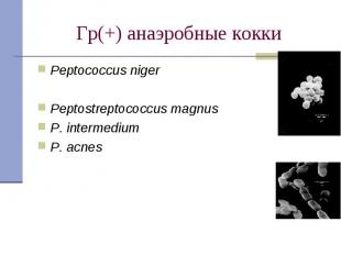 Peptococcus niger Peptococcus niger Peptostreptococcus magnus P. intermedium P.