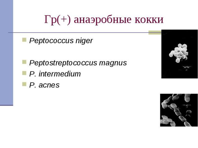 Peptococcus niger Peptococcus niger Peptostreptococcus magnus P. intermedium P. acnes