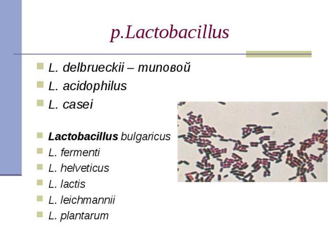 L. delbrueckii – типовой L. delbrueckii – типовой L. acidophilus L. casei Lactobacillus bulgaricus L. fermenti L. helveticus L. lactis L. leichmannii L. plantarum