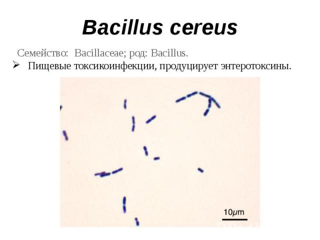 Bacillus cereus Семейство: Bacillaceae; род: Bacillus.