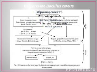 Выделение Bacillus cereus